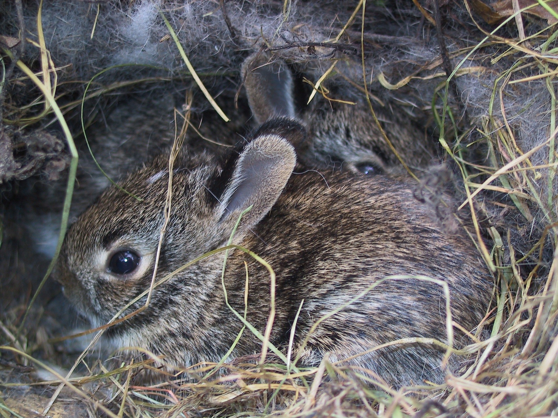 newborn wild rabbits