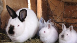 Selling rabbit meat sale