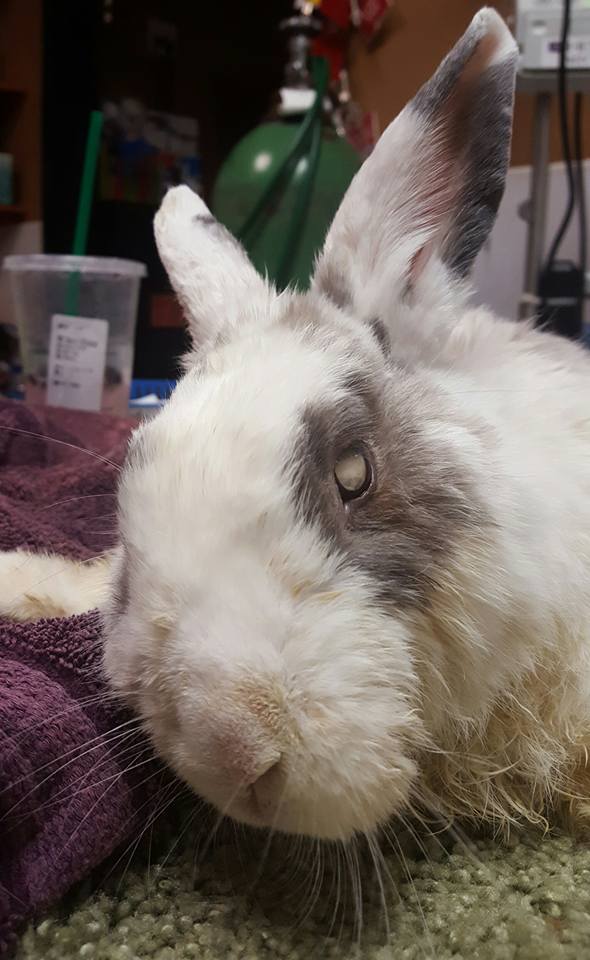 Updates Rufus Poofus Poofington Zooh Corner Rabbit Rescue