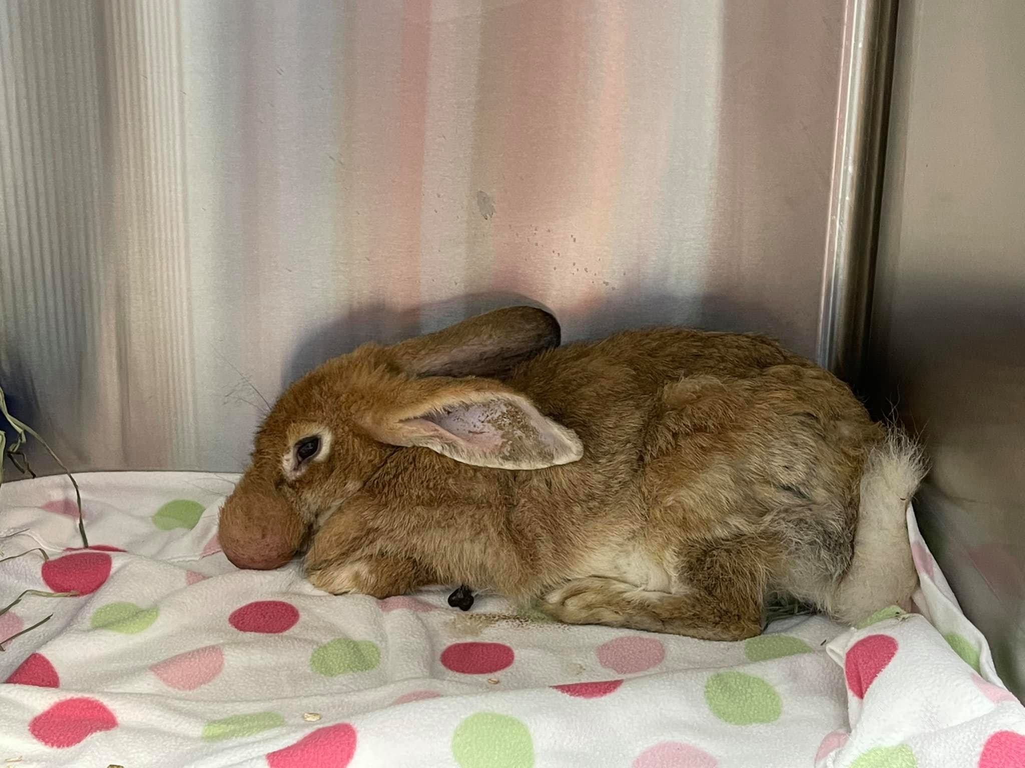 Bunny flop bed -  France