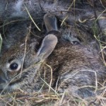 Did You Find Baby Bunnies? - Zooh Corner Rabbit Rescue